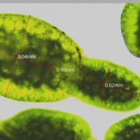 Wolffia neglecta Landolt